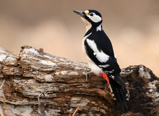 Great Spotted Woodpecker (Dendrocopos major)
