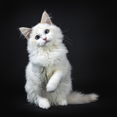 Blue eyed ragdoll cat / kitten sitting isolated on black background looking at the lens with tilted head and lifted paw