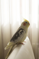 bird