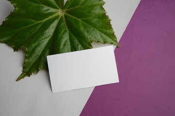 Mocap for a one-way business card Royal Leaf begonias	