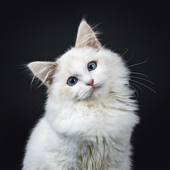 Portrait of blue eyed ragdoll cat / kitten sitting isolated on black background looking at the lens...
