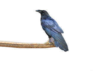 Raven on log