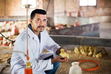 Veterinarian holding duckling in hands © JackF