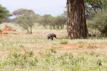 African elephants, of the genus Loxodonta in Tarangire National Park, Tanzania