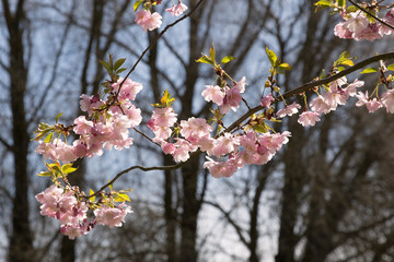 Blossoming of pink cherry blooms over blue sky. Sakura tree in full bloom. Spring flowers. 