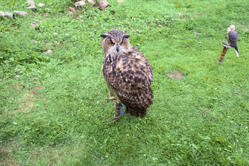 Beautiful big owl bird on a background of green grass and a falcon in the background.