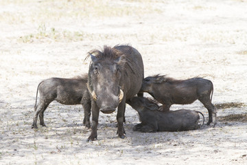 The common warthog (Phacochoerus africanus), wild member of the pig family (Suidae) found in grassland, savanna, and woodland in Tarangire National Park, Tanzania