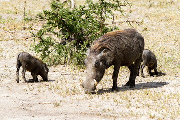 The common warthog (Phacochoerus africanus), wild member of the pig family (Suidae) found in grassland, savanna, and woodland in Tarangire National Park, Tanzania