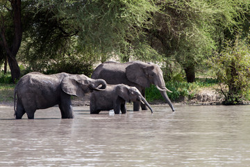 African elephants, of the genus Loxodonta in Tarangire National Park, Tanzania