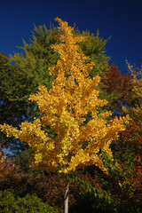 Yellow tree - 188270547