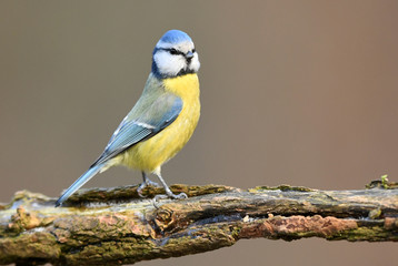 Blue tit (Cyanistes caeruleus)