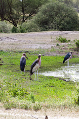 The marabou stork (Leptoptilos crumenifer), large wading bird in the stork family Ciconiidae , called 