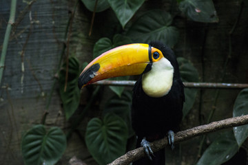 Tucán posado en una rama