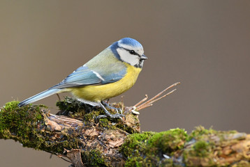 Blue tit (Cyanistes caeruleus)