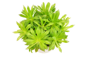 Succulent plant Haworthia cooperi