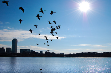 silhouette skyline of Boston and birds in flight on Charles River - 188270762