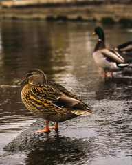 Ducks