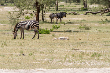 Fototapeta na wymiar Zebra species of African equids (horse family) united by their distinctive black and white striped coats in different patterns, unique to each individual in Tarangire National Park, Tanzania