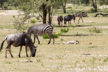 Fototapeta na wymiar Zebra species of African equids (horse family) united by their distinctive black and white striped coats in different patterns, unique to each individual in Tarangire National Park, Tanzania