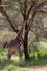 The giraffe (Giraffa), genus of African even-toed ungulate mammals, the tallest living terrestrial ruminant, Big Five game animals in Tarangire National Park, Tanzania