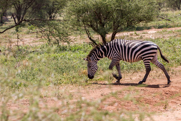 Fototapeta premium Zebra species of African equids (horse family) united by their distinctive black and white striped coats in different patterns, unique to each individual in Tarangire National Park, Tanzania