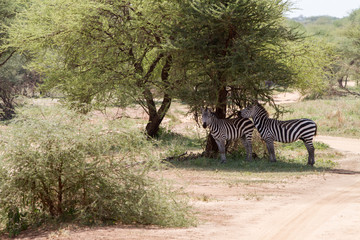 Obraz na płótnie Canvas Zebra species of African equids (horse family) united by their distinctive black and white striped coats in different patterns, unique to each individual in Tarangire National Park, Tanzania