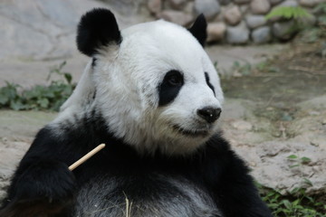 Obraz premium Female Giant Panda in Thailand