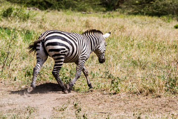 Zebra species of African equids (horse family) united by their distinctive black and white striped coats in different patterns, unique to each individual in Tarangire National Park, Tanzania