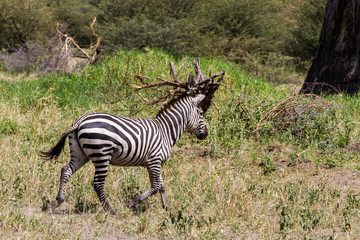 Zebra species of African equids (horse family) united by their distinctive black and white striped coats in different patterns, unique to each individual in Tarangire National Park, Tanzania