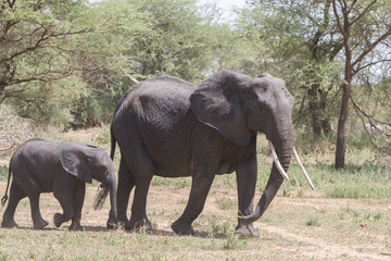 Fototapeta na wymiar African elephants, of the genus Loxodonta in Tarangire National Park, Tanzania