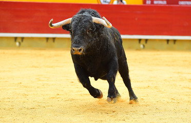 bull in spain