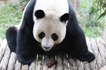 Obraz premium Funny Giant Panda in Thailand 