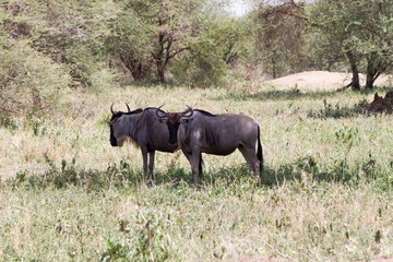 The blue wildebeest (Connochaetes taurinus), called the common wildebeest, white-bearded wildebeest or brindled gnuin the Tarangire National Park, Tanzania