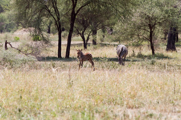Naklejka na ściany i meble Zebra species of African equids (horse family) united by their distinctive black and white striped coats in different patterns, unique to each individual in Tarangire National Park, Tanzania
