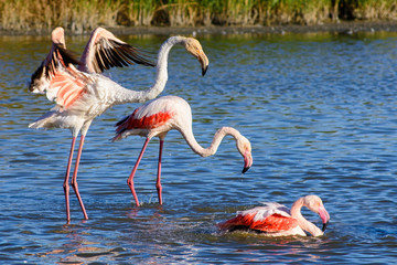 Flamants rose en camargue