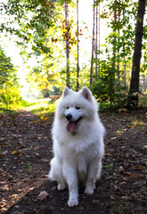 White spitz in the summer forest.