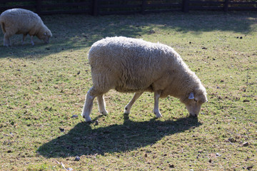 Obraz na płótnie Canvas sheep in the farm