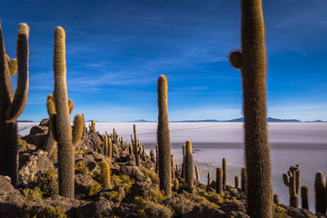 Island of Incahuasi at the Uyuni Salt Flats, Bolivia