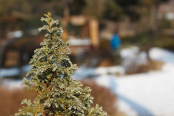 A pine tree in winter.
