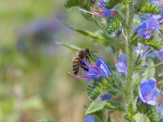 Bee on a flower