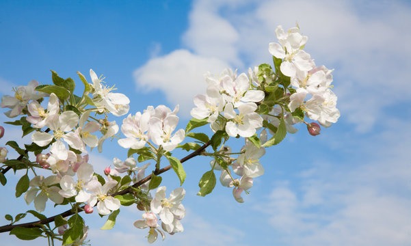 Wide background sky With Branch of Apple blossoms
