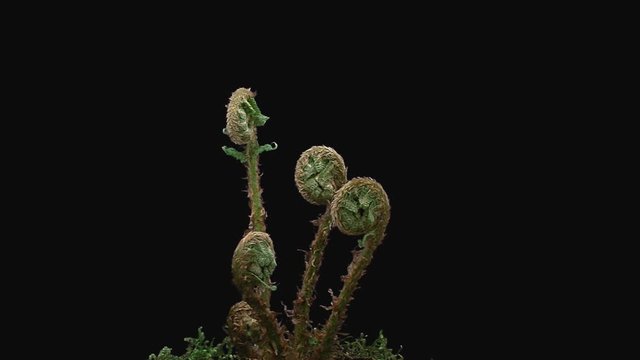 Time-lapse of fern plant unrolling a new fronds 12x1 in PNG+ format with ALPHA transparency channel isolated on black background
