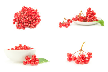 Collection of ripe red viburnum isolated on a white background with clipping path
