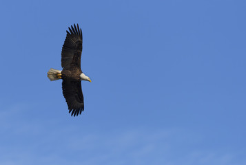 Bald Eagle with Wings Out and Soaring in Sky