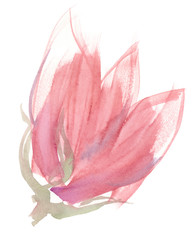 Abstract pastel pink flower with big petals painted in watercolor on clean white background
