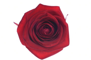 Flower rose head directly above isolated on white background