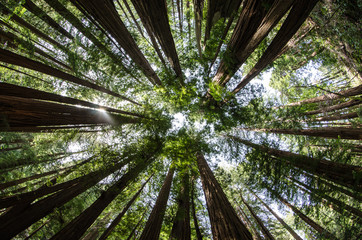 Mighty Redwoods