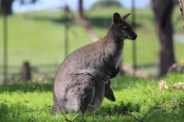 Kangaroo with baby profile