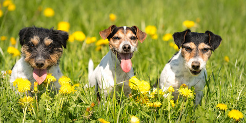 Three Jack Russell Terrier dogs are sitting in a meadow with dandelions in spring: left: Hair...