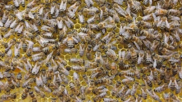 Bees build honeycombs. Harmonious work of team of bees to create a honeycomb